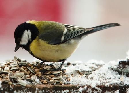 Що можна і що не можна годувати птахів взимку