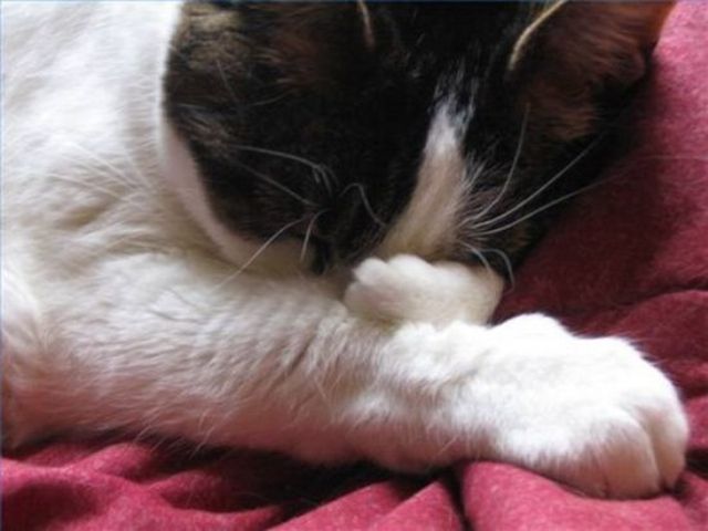 Профілактика глистів у кошенят: народні способи лікування, профілактика