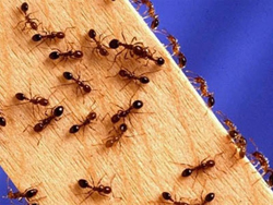 Домашні червоні мурахи: причини виникнення, масштаби шкідництва, методи боротьби, профілактика, відео