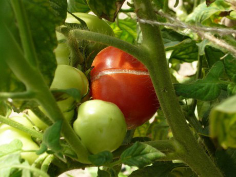 Причини і способи усунення розтріскування тепличних томатів