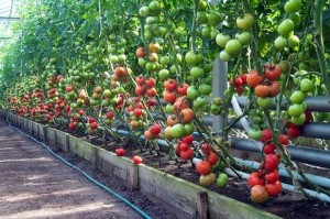 Вивчаємо як вирощувати помідори в теплиці: відео інструкція по етапах