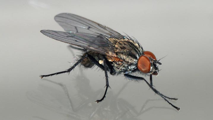 Комахи в квартирі: види «квартирних» комах, причини появи, універсальні засоби для боротьби з комахами, способи захисту та профілактики, відео