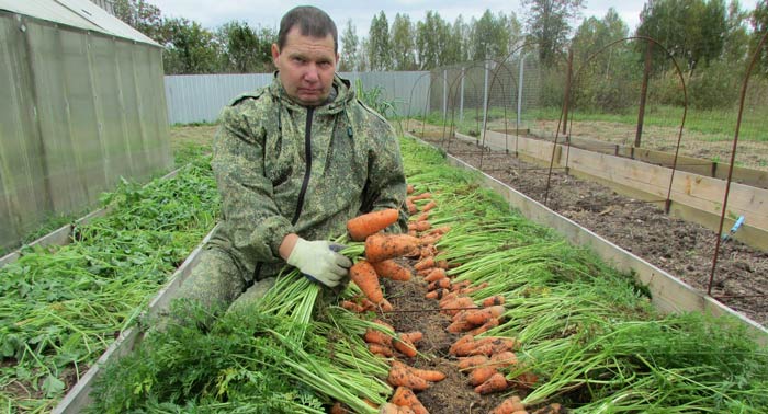 Технологія вирощування і вибір сорту моркви для теплиць