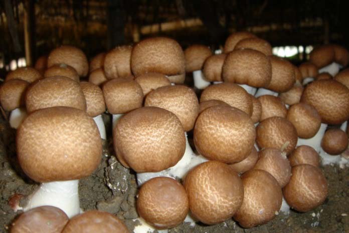 Способи і технологія вирощування білих грибів в теплиці