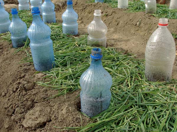 Крапельний полив з пластикових пляшок: особливості застосування і найбільш прості схеми пристрою