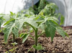 Особливості посадки і вирощування томатів у теплиці з полікарбонату