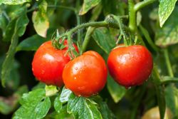 Особливості і відмінності детермінантних і індетермінантних томатів