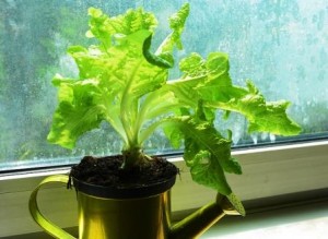 Який сорт салату вибрати для вирощування на підвіконні в домашніх умовах