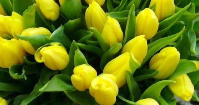 Особливості вирощування тюльпанів в теплиці: посадка і догляд