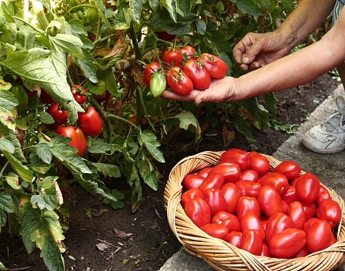 Як садити розсаду помідорів: покрокова інструкція