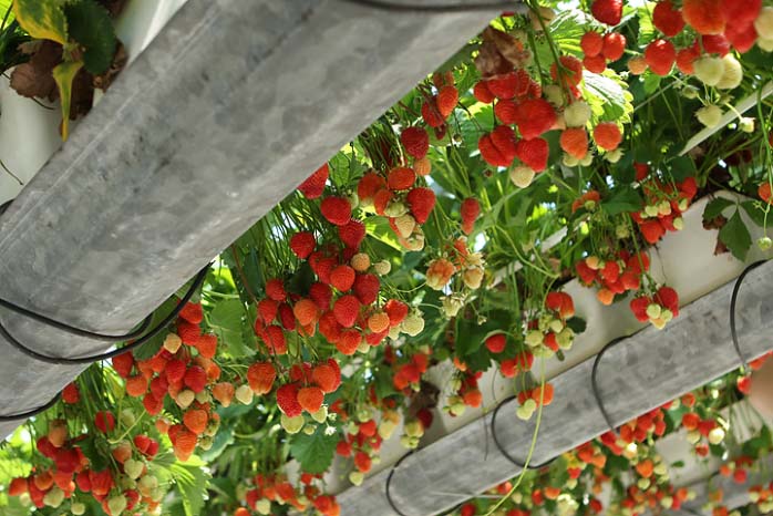 Кращі сорти для вирощування полуниці в тепличних умовах