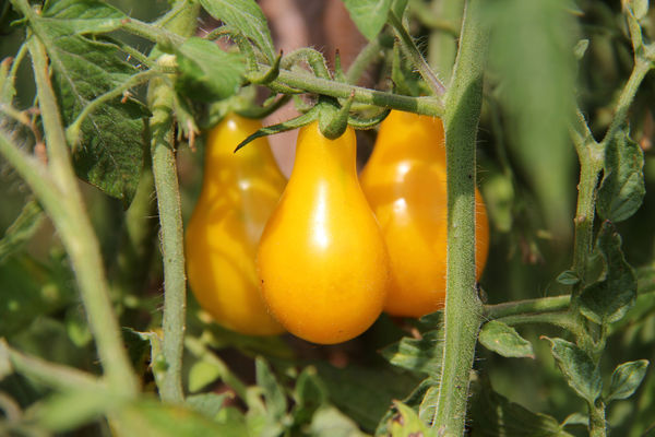 Жовті помідори в теплиці: сортове розмаїття та особливості догляду
