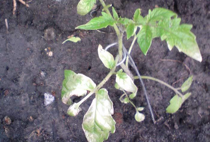Причини появи і способи усунення появи плям на листках томатів