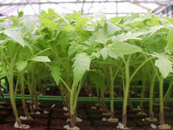 Особливості технології вирощування розсади томатів у тепличних умовах