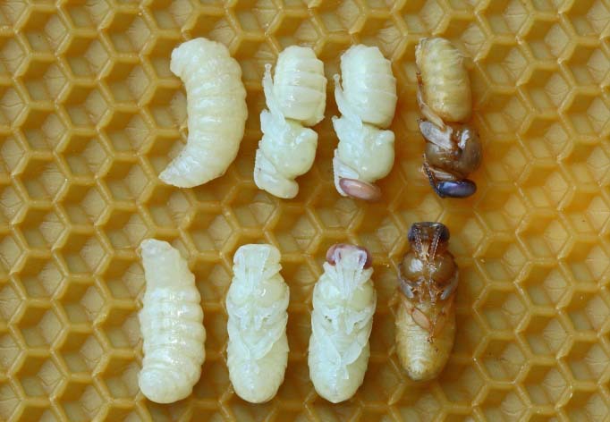 Бджолині личинки: зовнішній вигляд, стадії розвитку, чим харчуються, користь, рецепти, відео