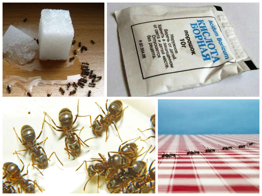 Гель від мурах: раптор, види, переваги, ефективність