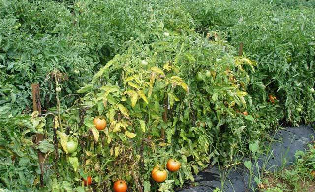 Причини засихання листя, плодів і кущів томатів, вирощуваних в теплиці