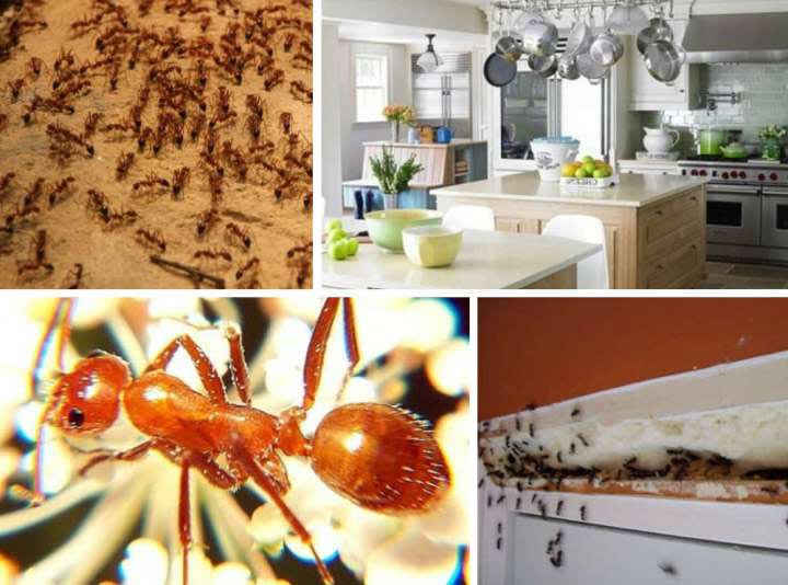 «Комбат» від мурах: опис препарату, правила використання, переваги і недоліки, запобіжні заходи, відгуки споживачів