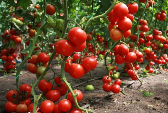 Особливості вибору та внесення добрив для тепличних томатів