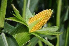 Кращі сорти та технологія вирощування в теплиці цукрової кукурудзи