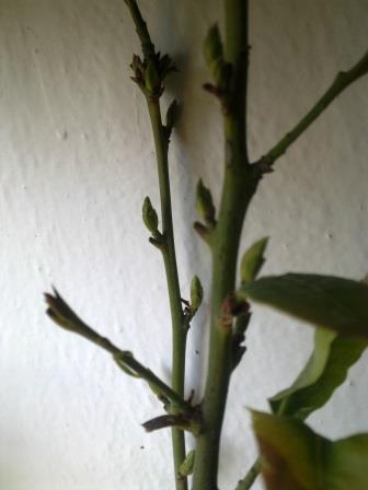 Кімнатний лавр (лавровий лист, лаврове листя) – як виростити в домашніх умовах