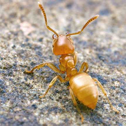 Жовті мурахи: як позбутися, звідки беруться, чим небезпечні, фото