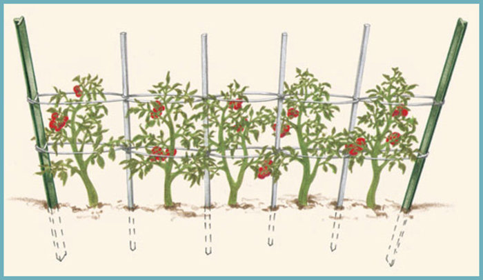 Як і для яких цілей здійснюється повязка тепличних томатів