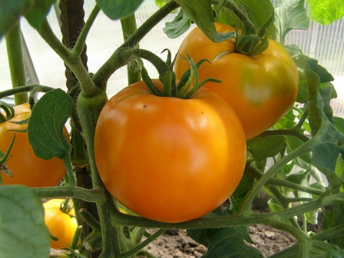 Жовті помідори в теплиці: сортове розмаїття та особливості догляду