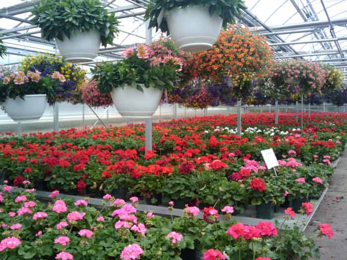 Бізнес на вирощуванні квітів у теплиці: вигідно і красиво