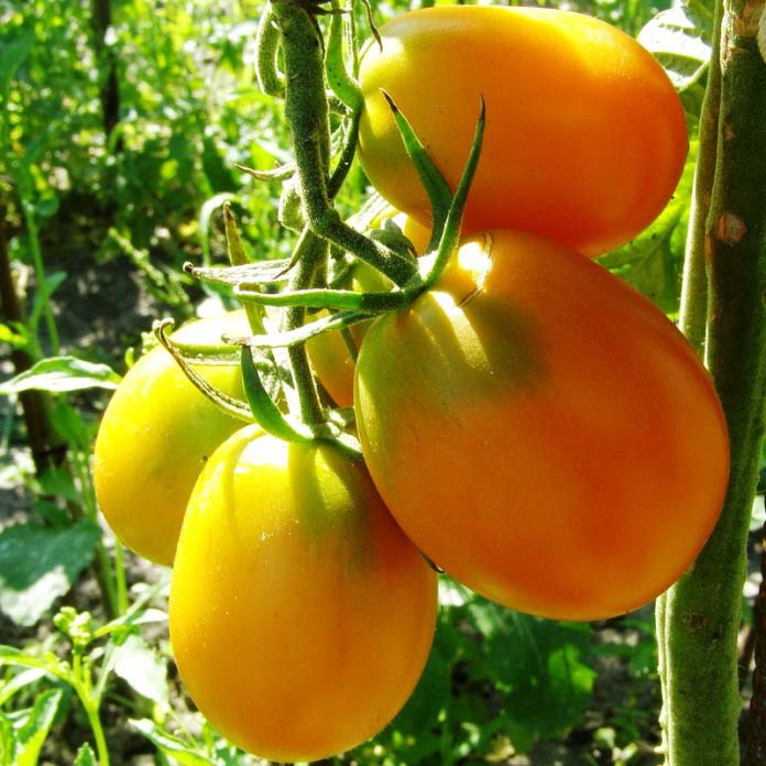 Кращі сорти томатів для теплиць і відкритого грунту в Сибіру