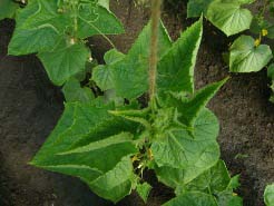 Основні причини та способи позбавлення від скручування листя на тепличних огірках