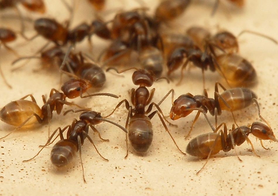 Як позбутися від мурашок на кухні: звідки беруться, як позбутися