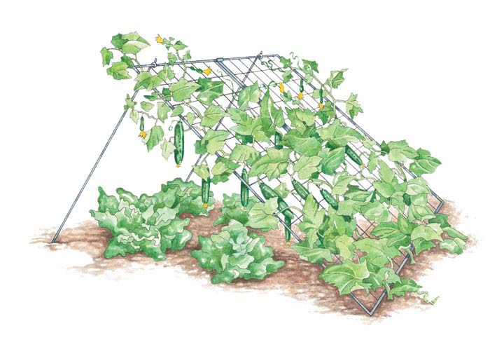 Правила вирощування огірків на шпалері