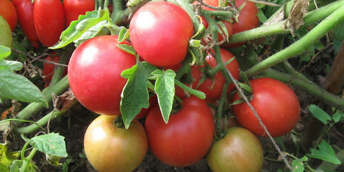 Рожеві томати для теплиць: популярні сорти і переваги