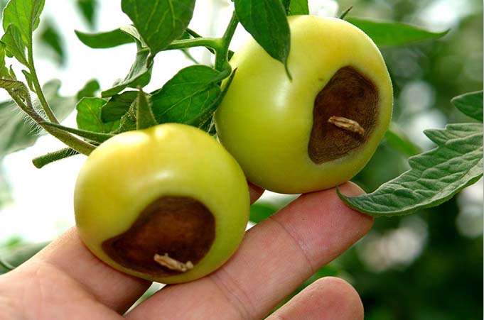 Види гнилі на тепличних томатах і способи боротьби з грибковим ураженням