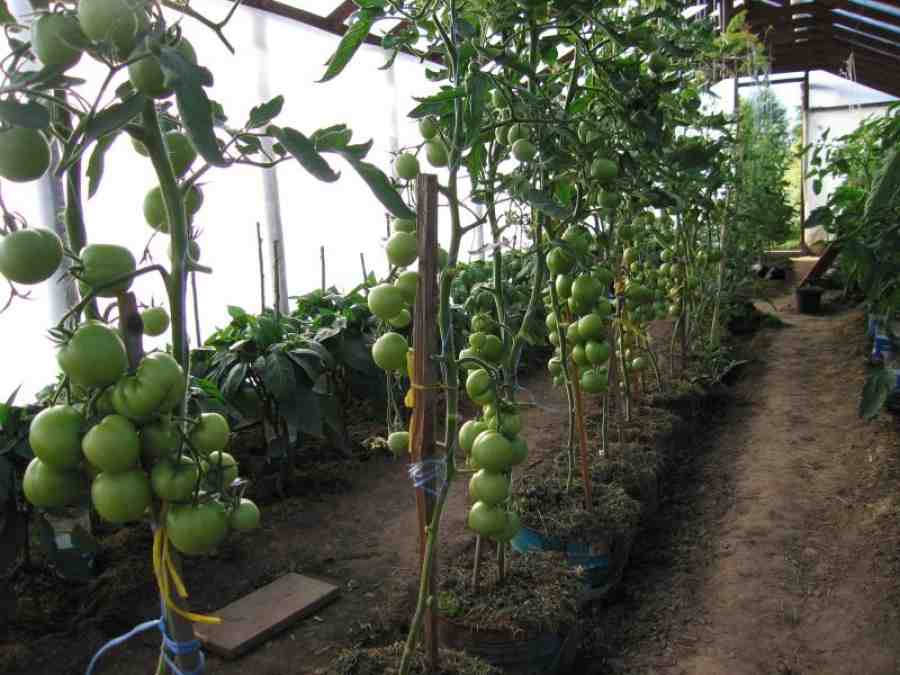 Як вибрати і виростити високорослі сорти помідорів в теплиці