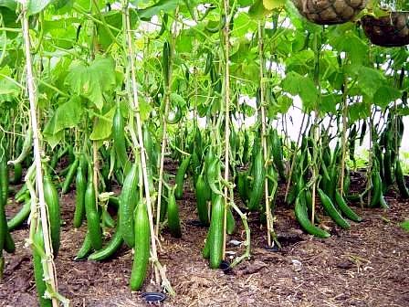 Як виростити чудовий урожай огірків в теплиці