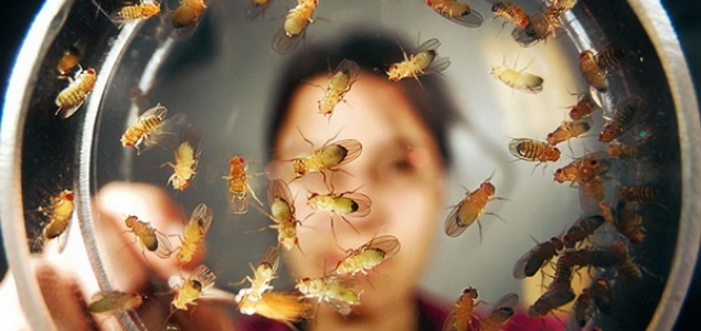 Укуси комах: звідки беруться, як вивести з квартири і як від них позбавитися
