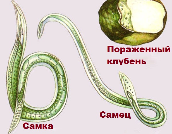 Загальні відомості та правила боротьби з шкідниками тепличного перцю