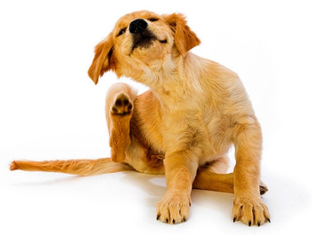Як позбавити собаку від бліх народними засобами: методи і засоби, інструкція, відео