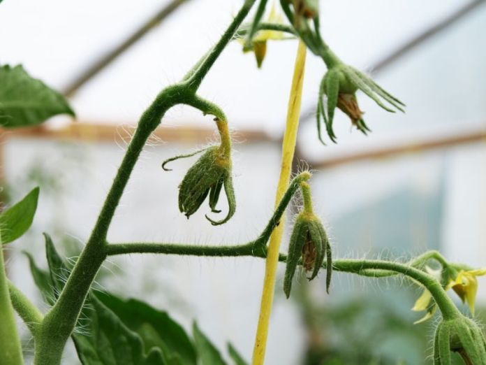 Причини опадання квіток у томатів