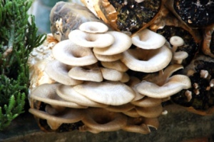 Вирощування грибів в домашніх умовах
