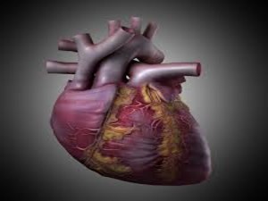 Хронічна серцева недостатність: класифікація та особливості лікування захворювання