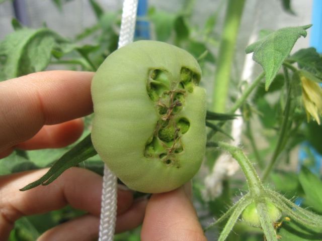 Види хвороб томатів у теплиці та методи боротьби з ними