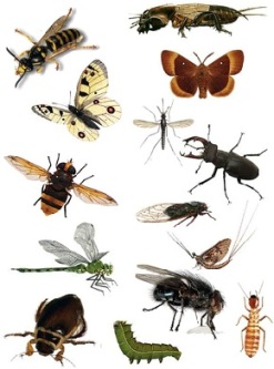 Як виглядають комахи шкідники: фотогалерея