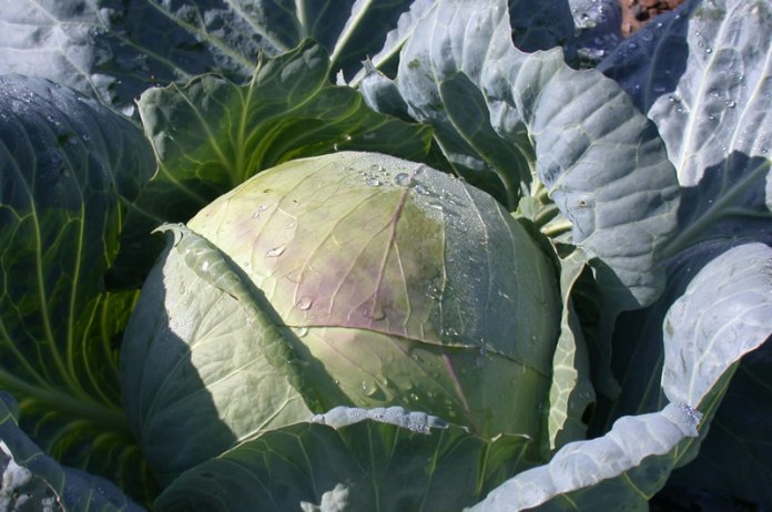 Особливості вибору сорти та технологія вирощування білоголової капусти в теплиці
