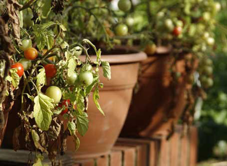 Причини засихання листя, плодів і кущів томатів, вирощуваних в теплиці