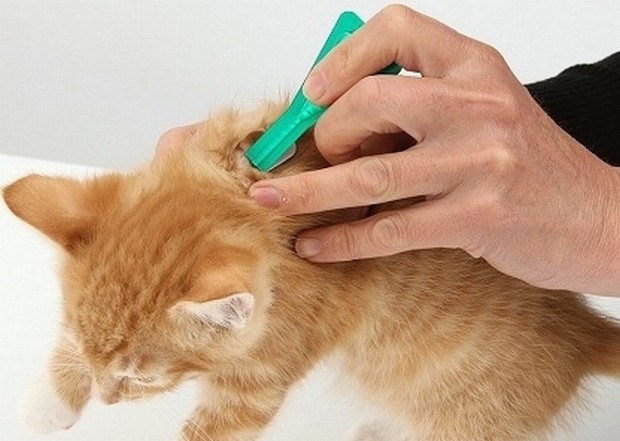 Краплі для кошенят від бліх «Фронтлайн»:інструкція, показання,дозування, протипоказання, запобіжні заходи, відгуки
