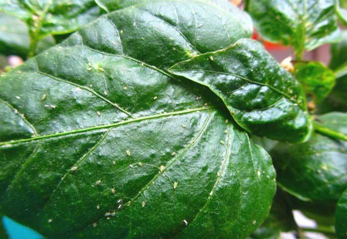 Причини скручування і вянення листя тепличного перцю