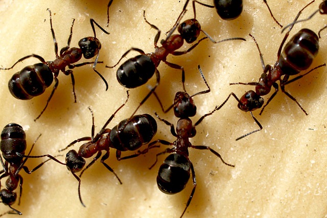 Як позбутися від мурашок на кухні: звідки беруться, як позбутися